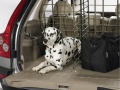 Dalmation with gate in Volvo