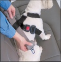 Buckling up a harness