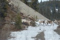 6th Cayenne Artic Route Adventure: Caribou along the Alaska Highway in the Yukon