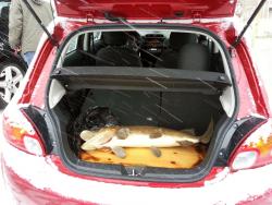 2014 Mitsubishi Mirage cargo area with 20lb pike on a board